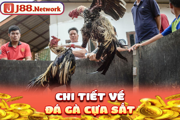 Đá Gà Cựa Sắt - Loại Hình Chọi Kê Hấp Dẫn Không Thể Bỏ Lỡ - VOSULI.SBS