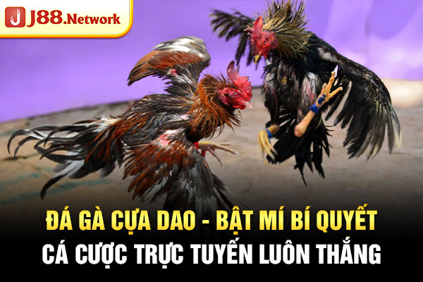Đá Gà - VOSULI.SBS